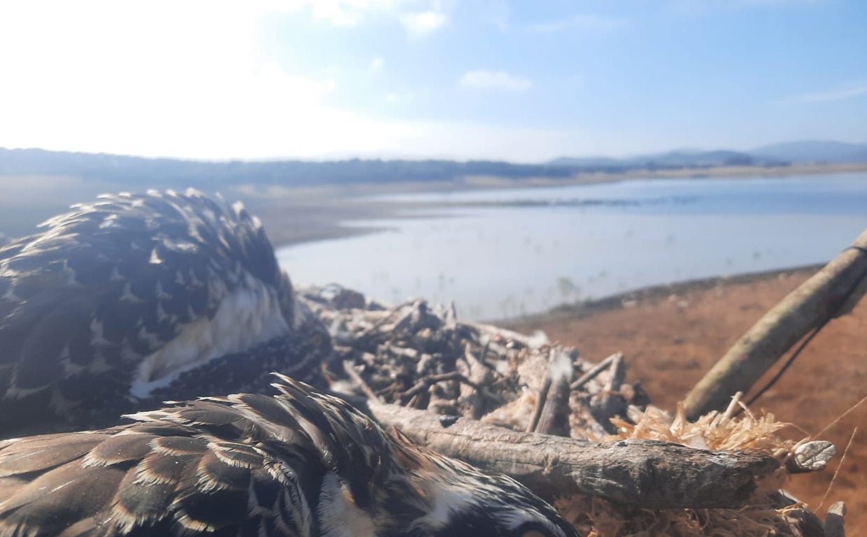 Cádiz, refugio para el águila pescadora