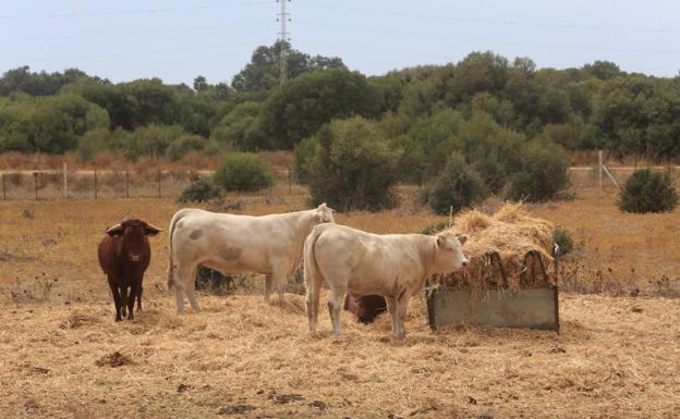 Las reses necesitan una gran cantidad de alimento