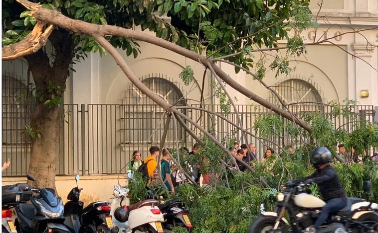 Video: Susto en el colegio San Felipe Neri tras la caída de una rama de grandes dimensiones