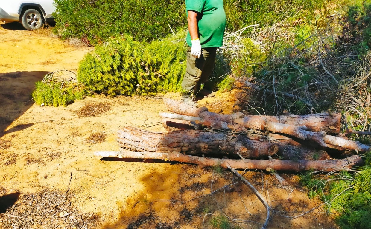 Actuación para proteger el arbolado de Las Canteras.