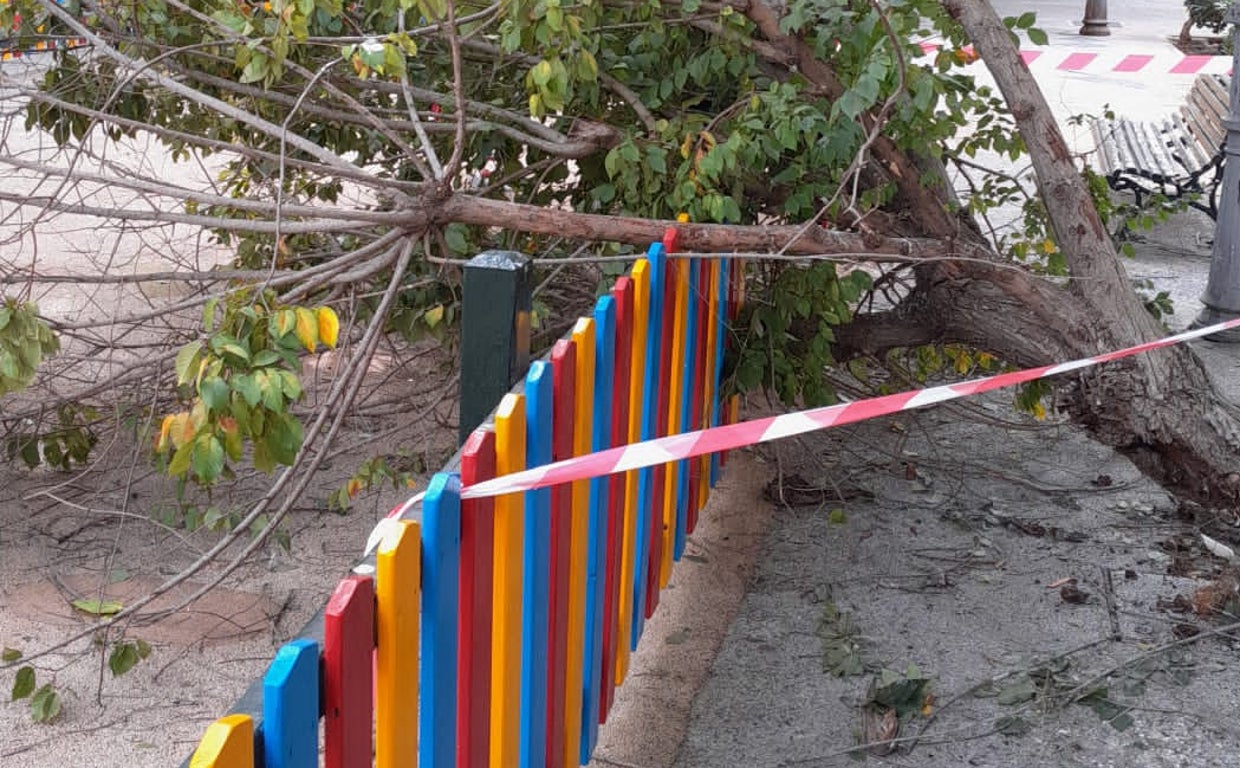 Árbol caído este domingo en el barrio La Laguna.