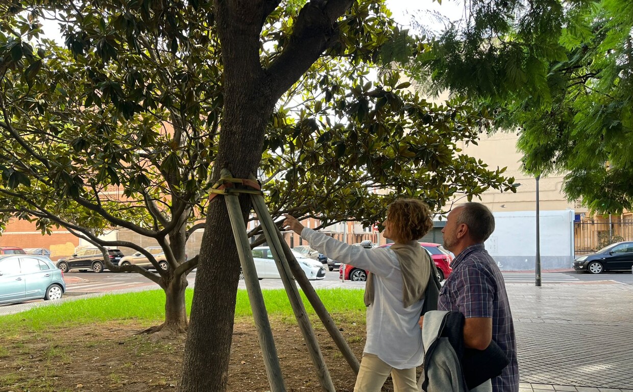 Ciudadanos pide atención a la caída de árboles en Cádiz.