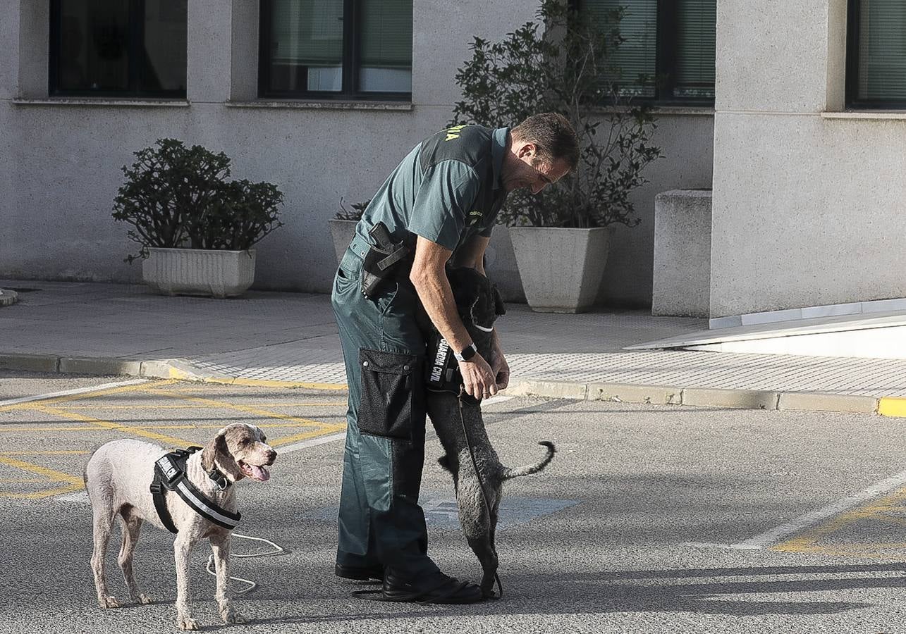 Fotos: Así se preparan los perros detectores de la Guardia Civil en Cádiz