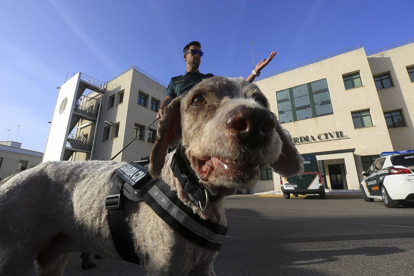 Fotos: Así se preparan los perros detectores de la Guardia Civil en Cádiz