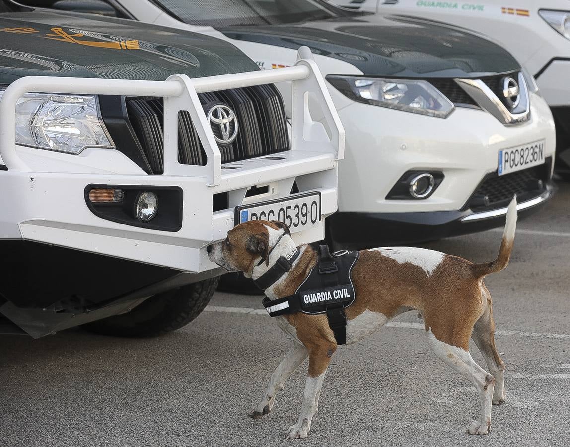 Fotos: Así se preparan los perros detectores de la Guardia Civil en Cádiz