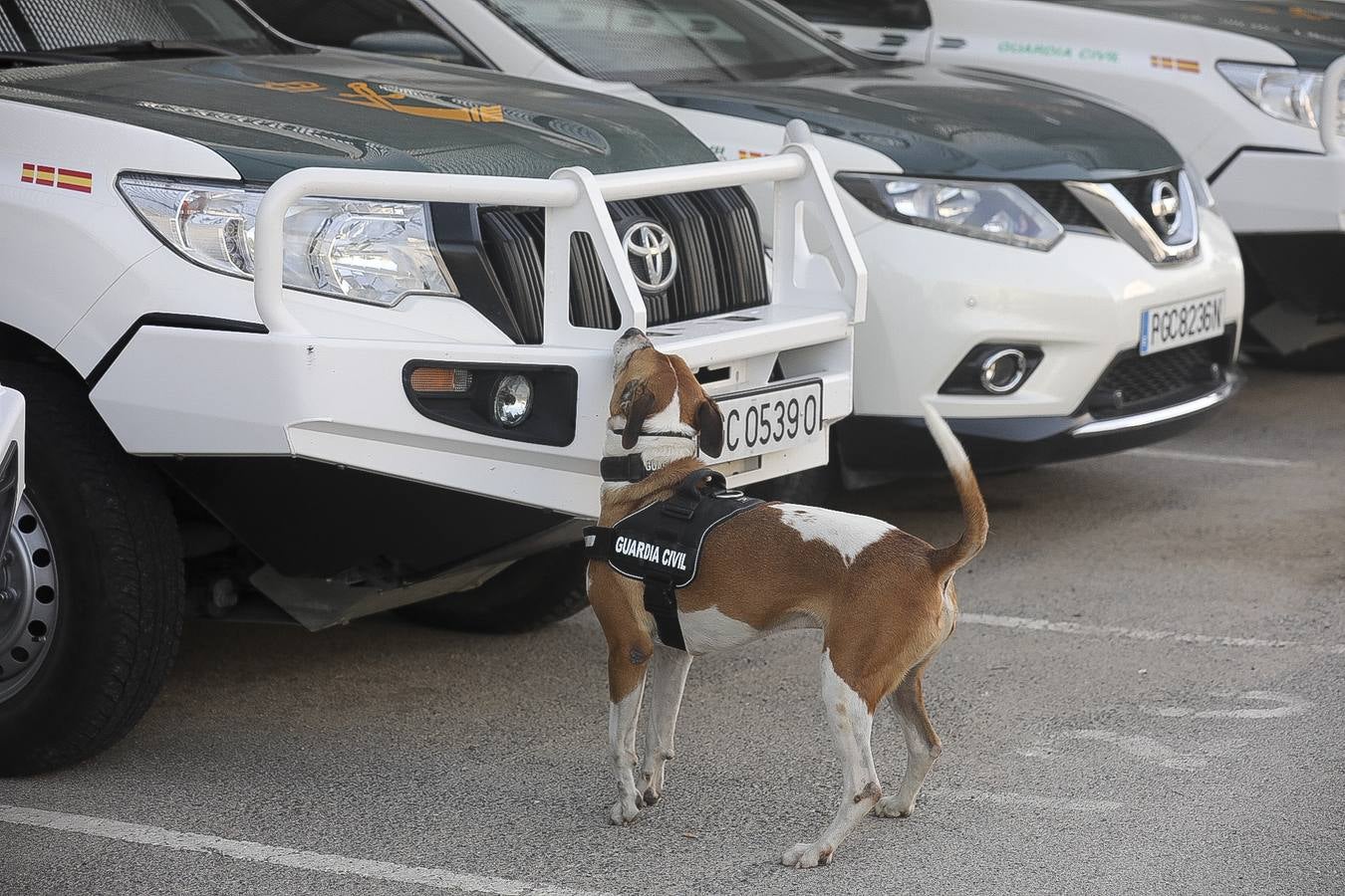 Fotos: Así se preparan los perros detectores de la Guardia Civil en Cádiz