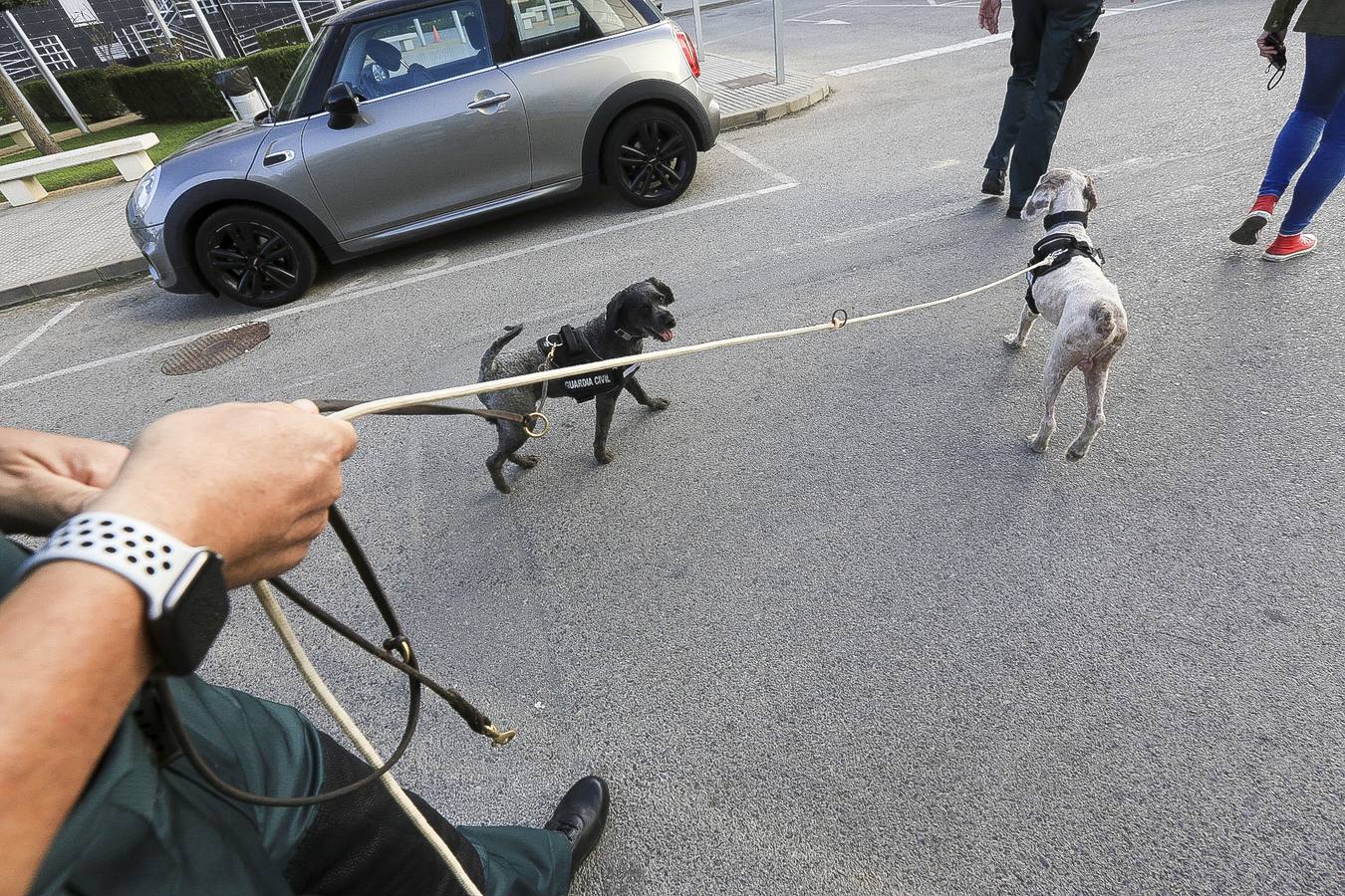 Fotos: Así se preparan los perros detectores de la Guardia Civil en Cádiz