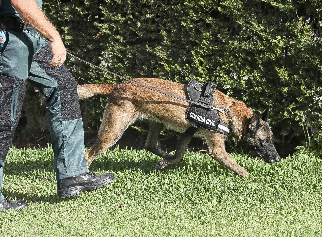 Fotos: Así se preparan los perros detectores de la Guardia Civil en Cádiz