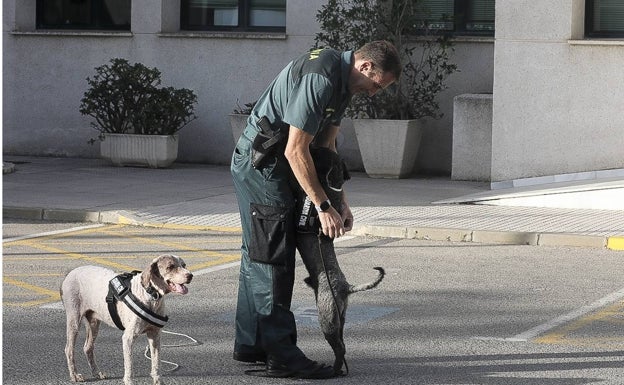 El vínculo que establecen guía y perro es clave.