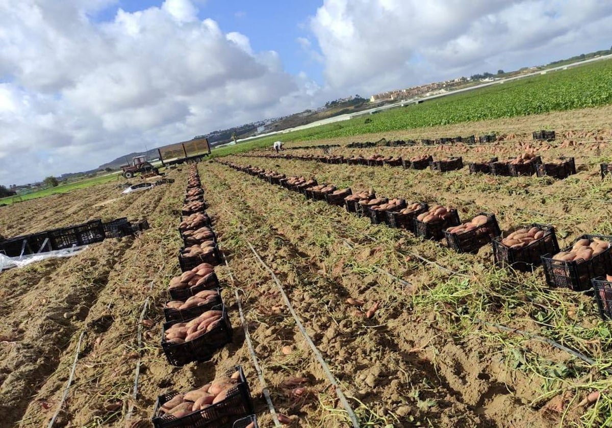 Recolección de boniatos en Sanlúcar.