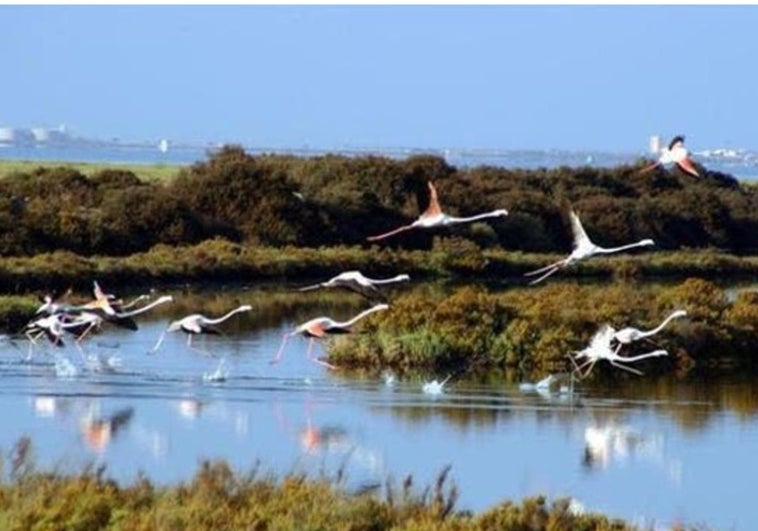 Las marismas de la Bahía de Cádiz se repoblarán con vegetación propia y para convertirlas en un importante sumidero de carbono