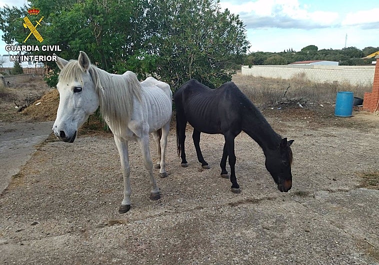 Rescatados ocho animales de una perrera ilegal en Chiclana