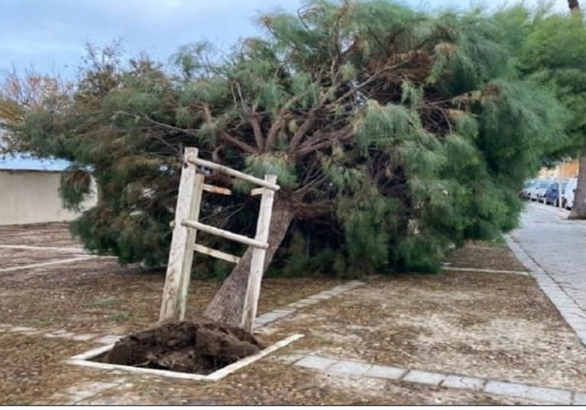 Nueva caída de un árbol en Cádiz, en la calle Concepción Arenal.