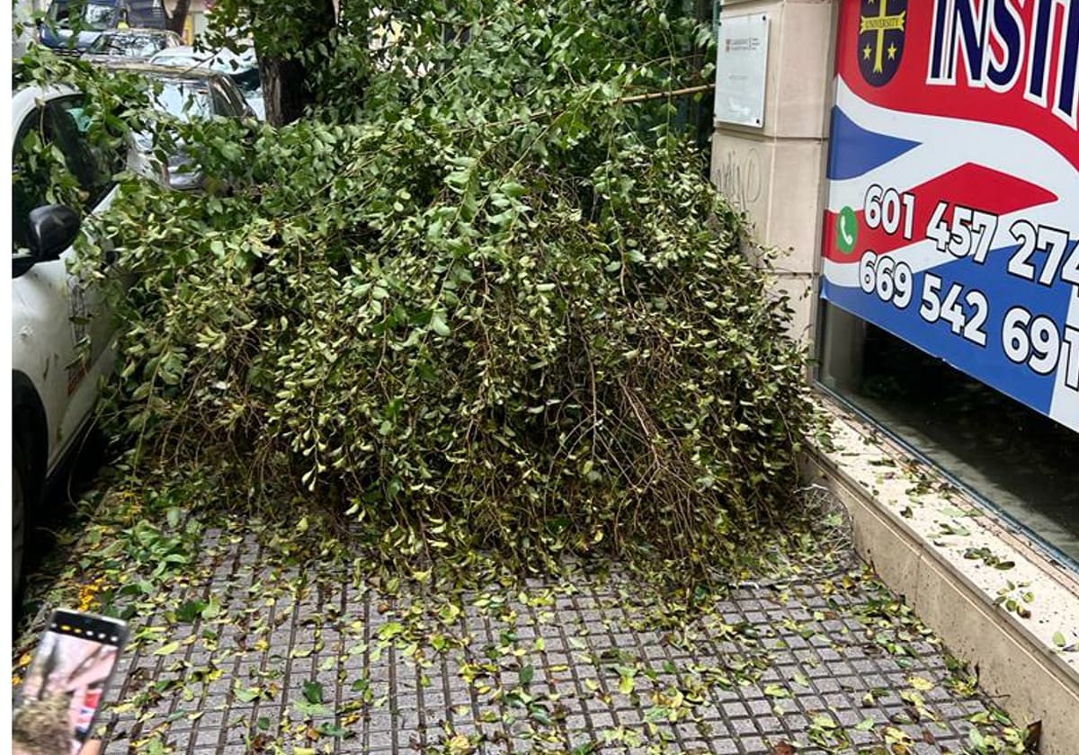 Cae otro árbol en Cádiz: una gran rama de olmo se desploma sobre la acera de la calle Acacias