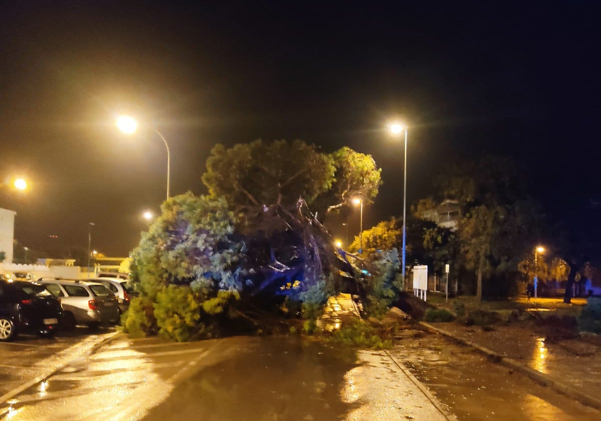 Un árbol arrancado tras el paso del tornado.