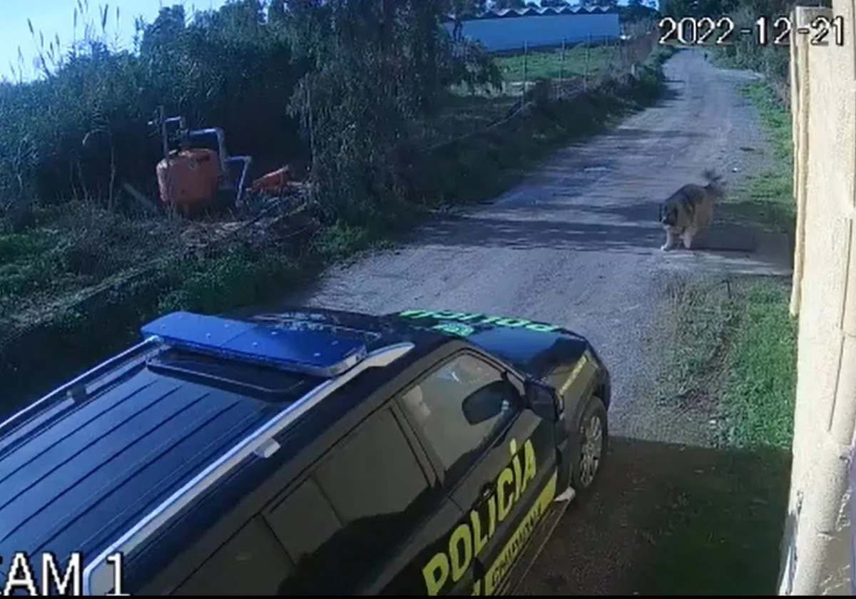 Pacma exige medidas tras el atropello a un perro por la Policía Local de Chipiona