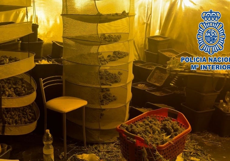 Desmantelada en Jerez una plantación «indoor» con más de 29 kilos de marihuana