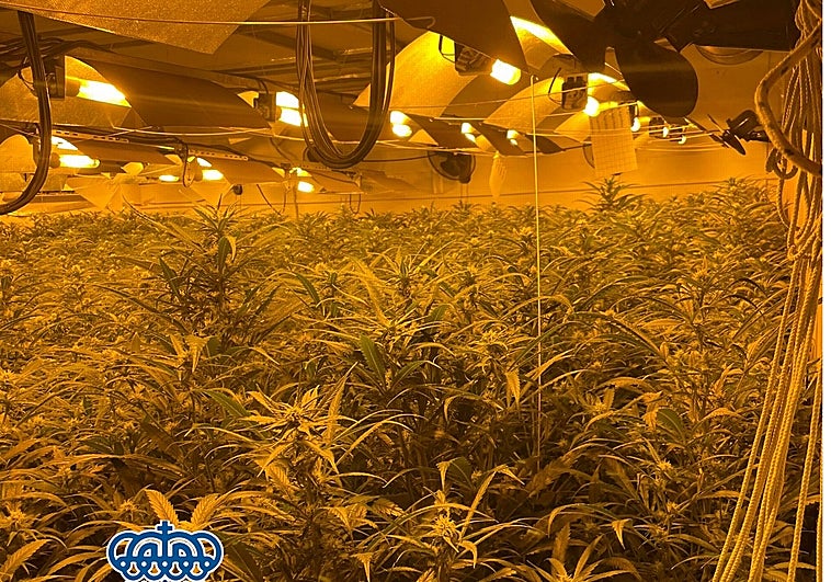 La Policía Nacional desmantela un cultivo con 430 plantas de marihuana en Jerez