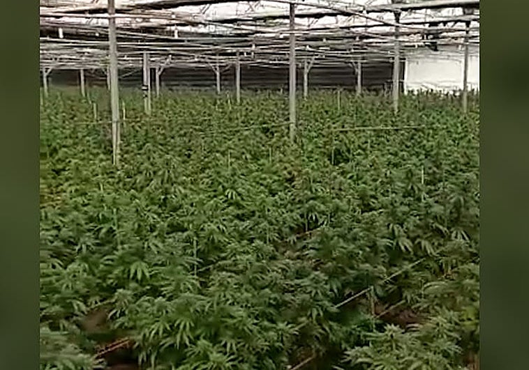 Oculta 4.500 plantas de marihuana en Chipiona asegurando que se trata de producto para el sector del cáñamo industrial