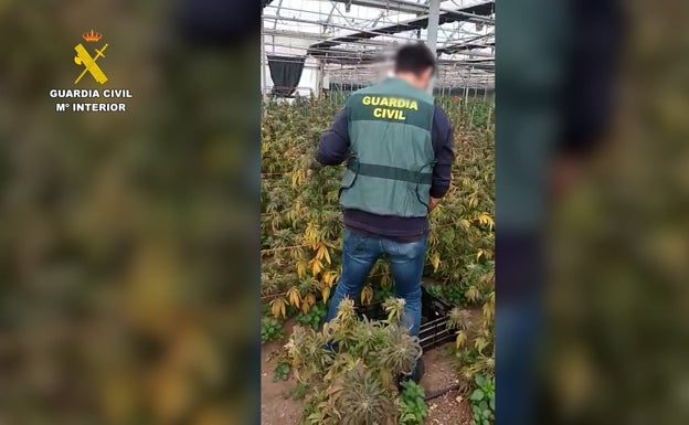 Oculta 4.500 plantas de marihuana en Chipiona asegurando que se trata de producto para el sector del cáñamo industrial