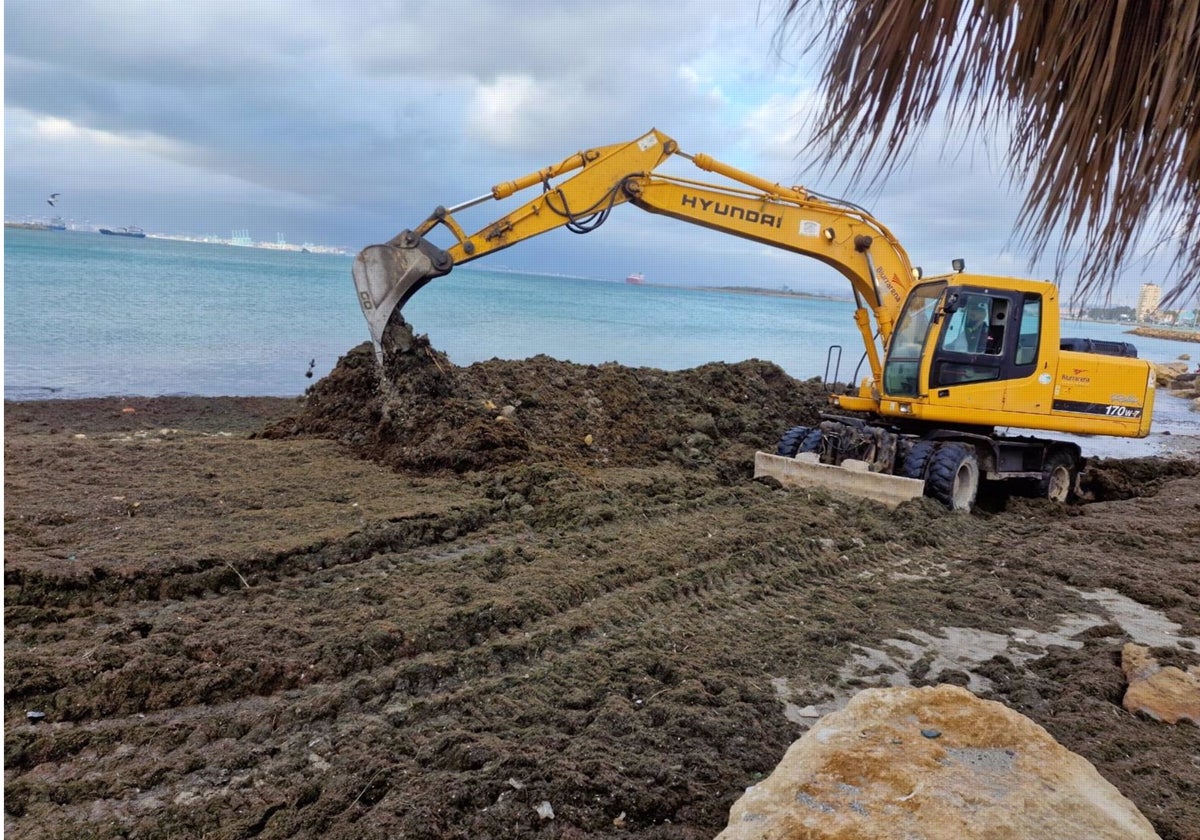 La Línea retira más de 280 toneladas de algas del litoral de levante