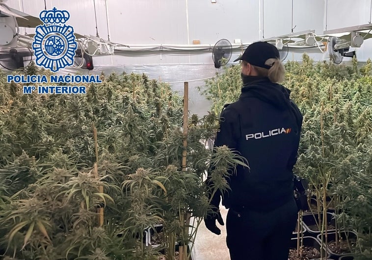 Desmantelan seis plantaciones de marihuana ubicadas en viviendas de Sanlúcar