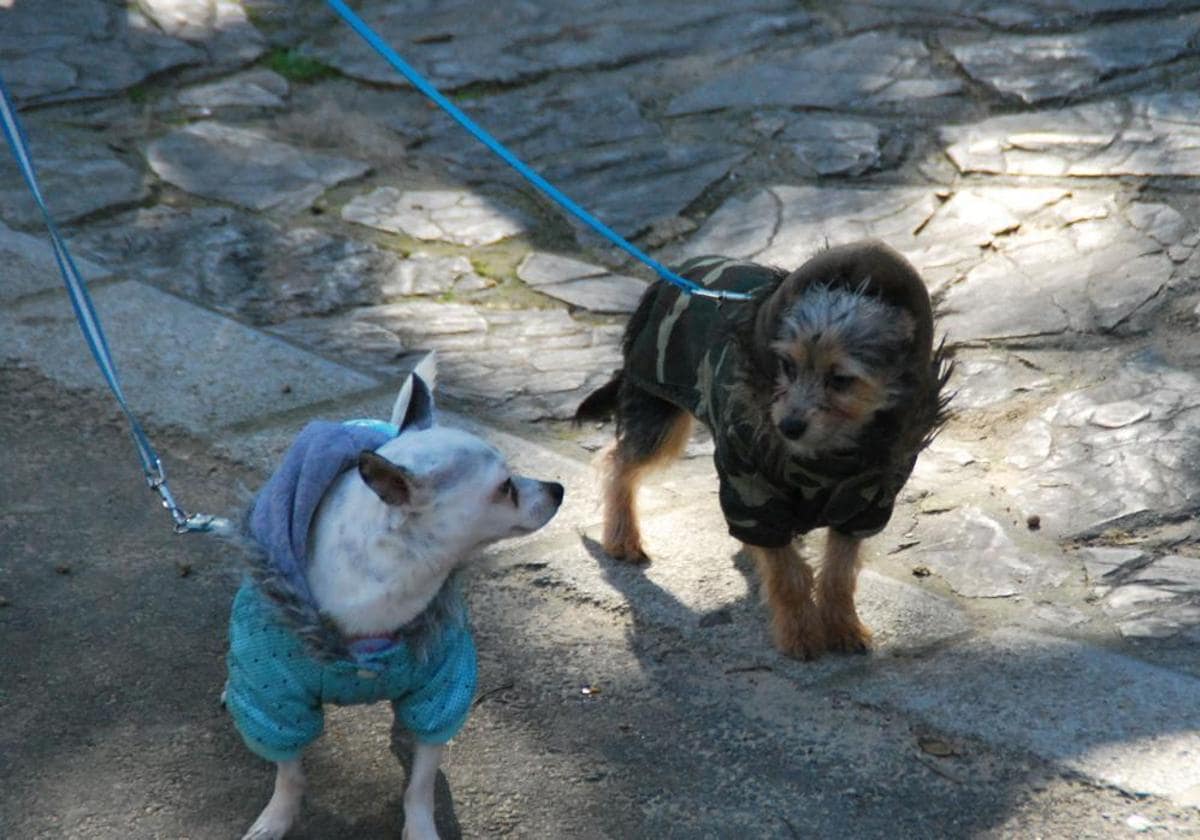 Dos perros durante la celebración de la festividad de San Antón.