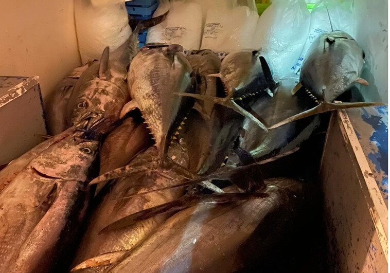 Incautados más de 500 kilos de atún rojo en el puerto de Tarifa