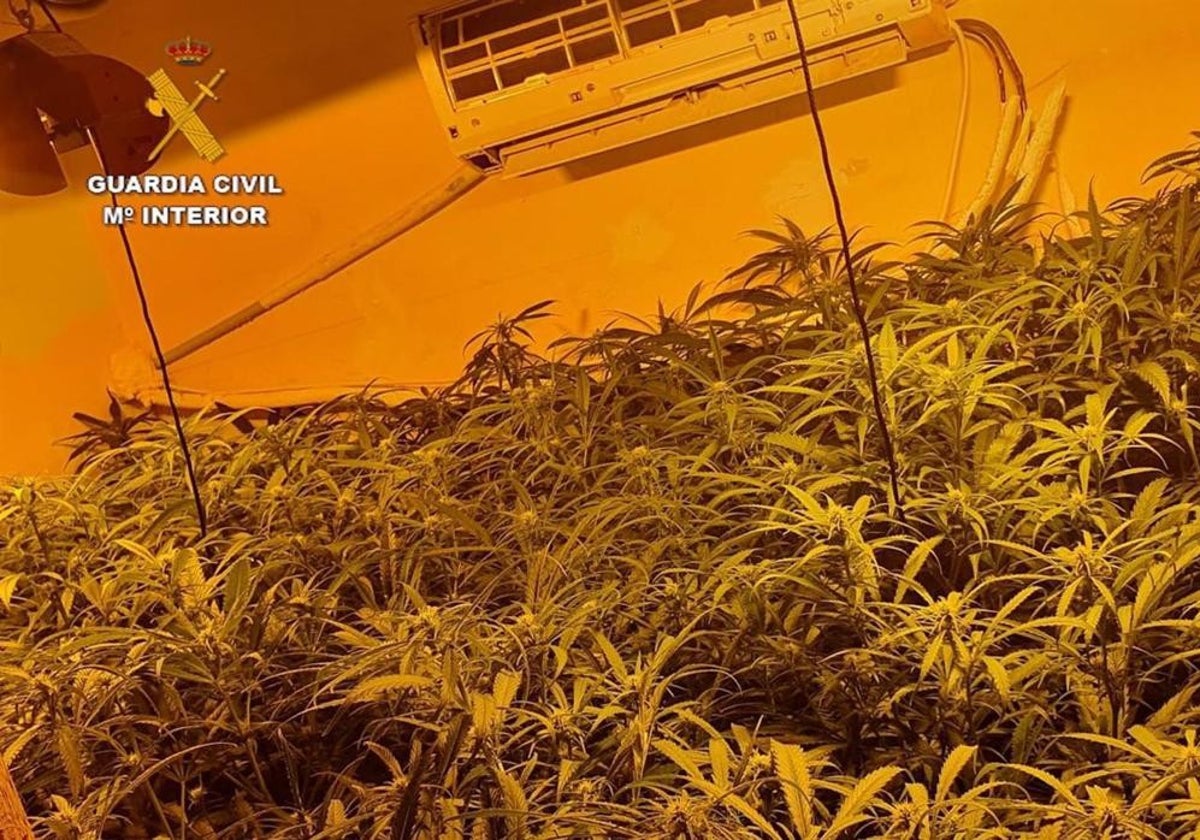 Desmantelan dos plantaciones de marihuana &#039;indoor&#039; de Sanlúcar de Barrameda y Jerez de la Frontera