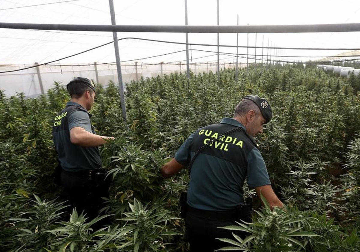 Agentes de la Guardia Civil desmantelan un cultivo de marihuana en la provincia.