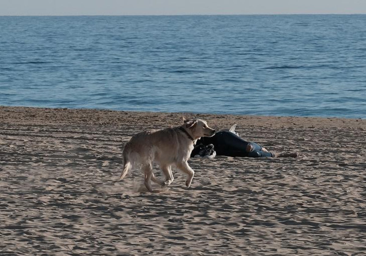 Perro en la playa Victoria.