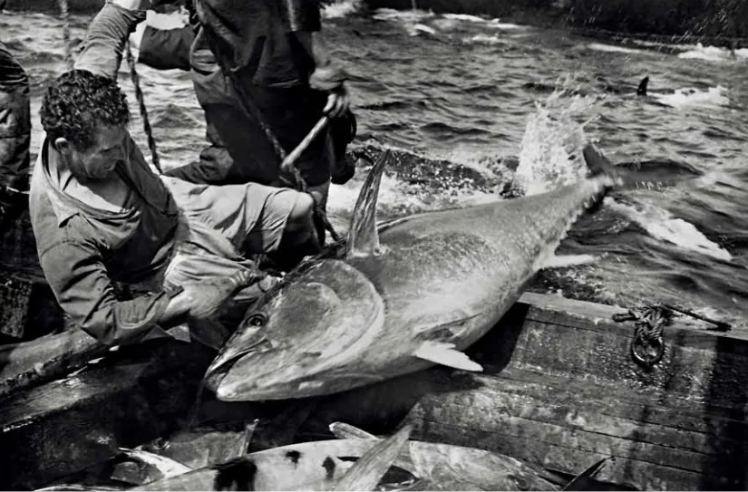 Almadrabero copejando atunes. Año 1959