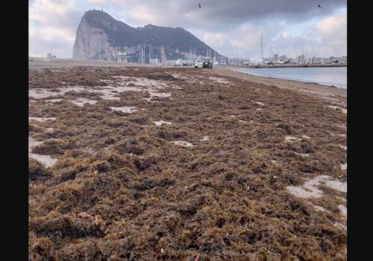 Alga invasora: más de 15.000 kilos retirados de la playa de Poniente