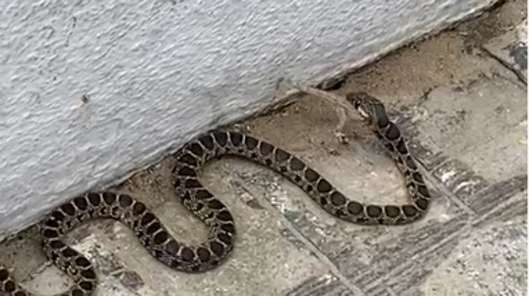 Vídeo: Una culebra devora una salamanquesa viva en Santa María de Mar, en Cádiz