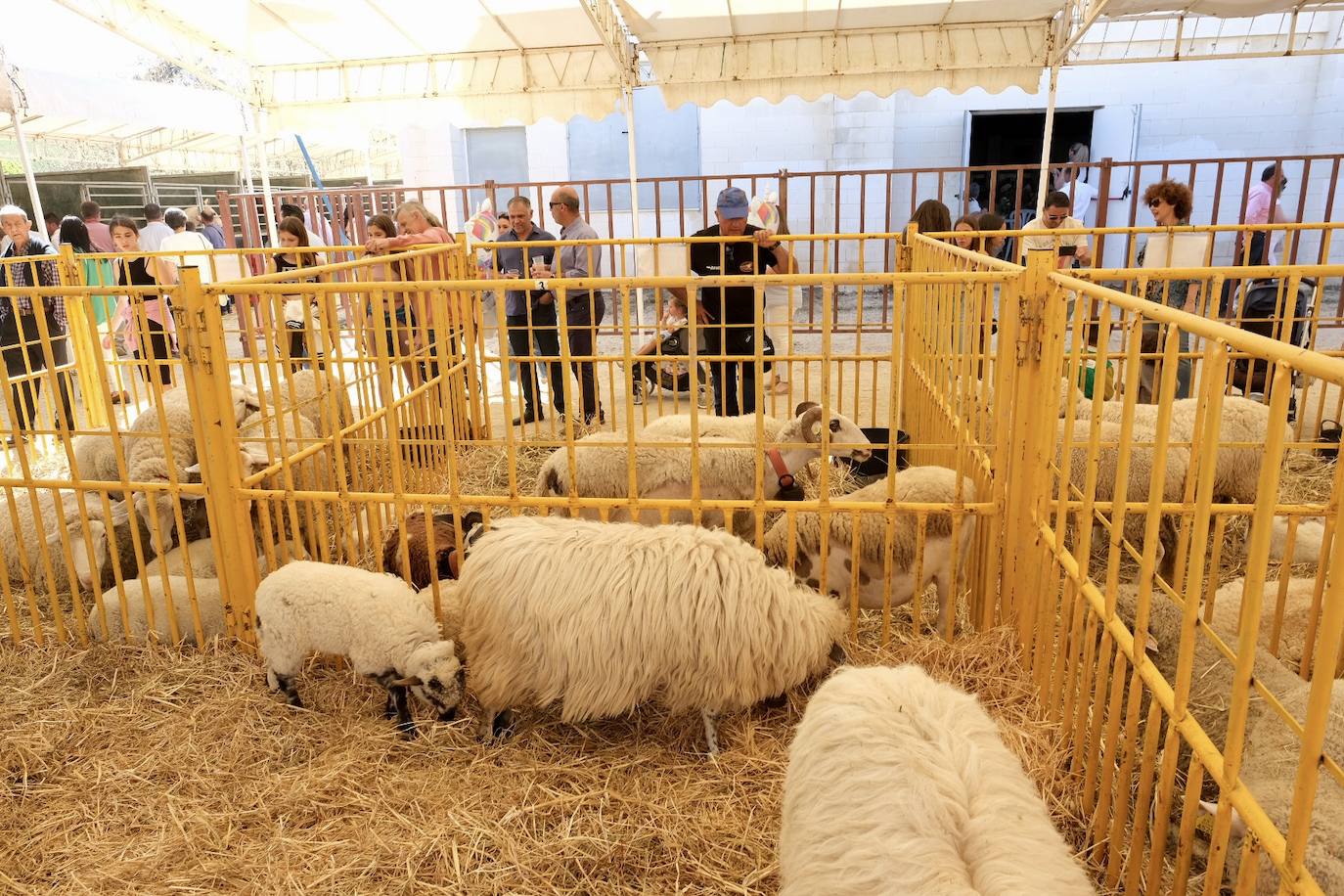 Fotos: La feria de Vejer se despide con un domingo redondo