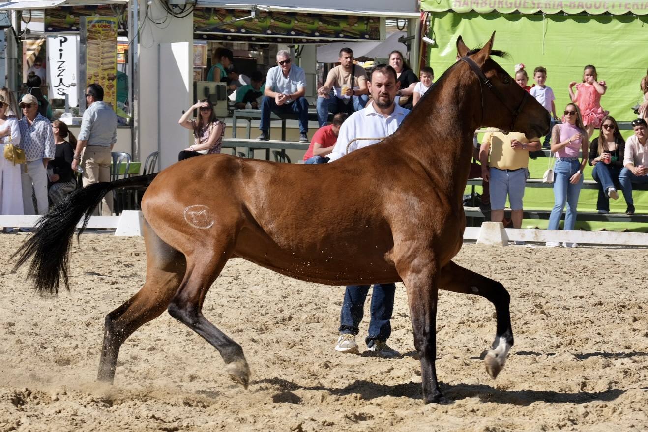 Fotos: La feria de Vejer se despide con un domingo redondo