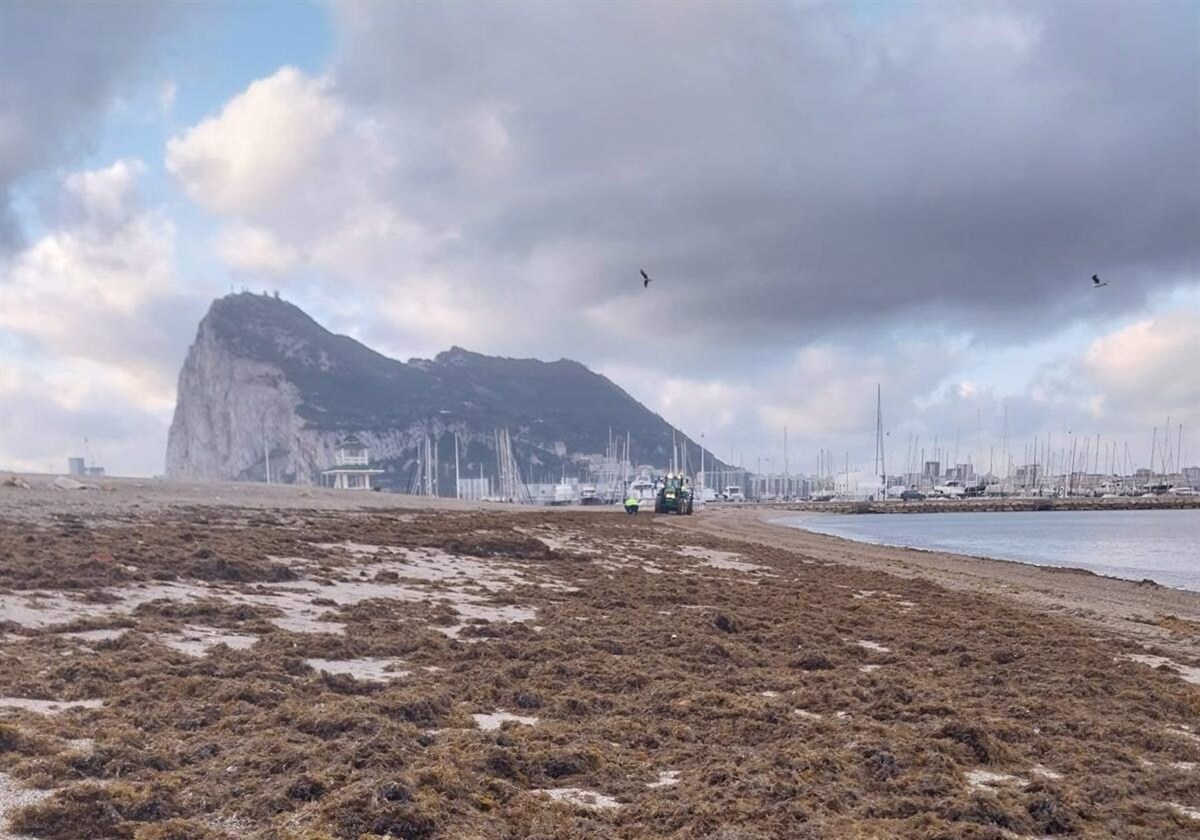 La Línea retira más de 15.000 kilos de algas de la playa de Poniente.