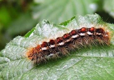 Ecologistas piden no fumigar con este producto en el parque de los Alcornocales por ser dañino con la fauna y el ser humano