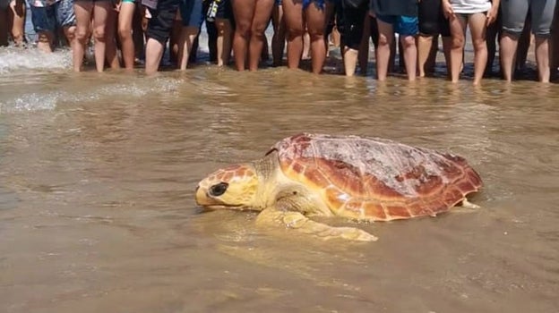 Liberadas seis tortugas marinas en la playa de las Tres Piedras en Chipiona