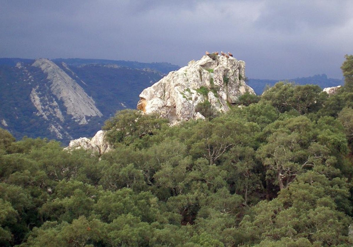 Parque natural de Los Alcornocales.