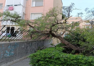 Cae medio árbol en la Avenida de San Severiano de Cádiz