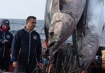 Historia de una levantá en Conil: «Es una barbaridad la cantidad de atún rojo que hay; ya hemos tenido que soltar pescado»