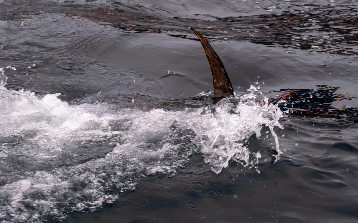 Fotos: las imágenes de una levantá de atún rojo en Cádiz
