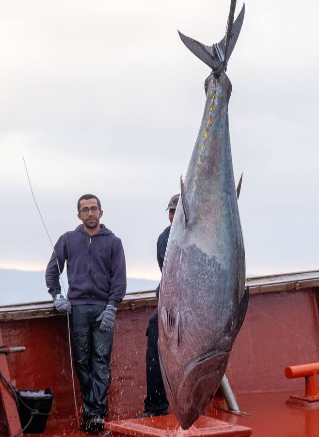 Fotos: las imágenes de una levantá de atún rojo en Cádiz