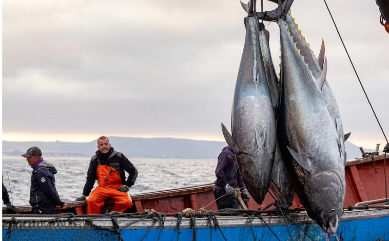 Imagen principal - Historia de una levantá en Conil: «Es una barbaridad la cantidad de atún rojo que hay; ya hemos tenido que soltar pescado»