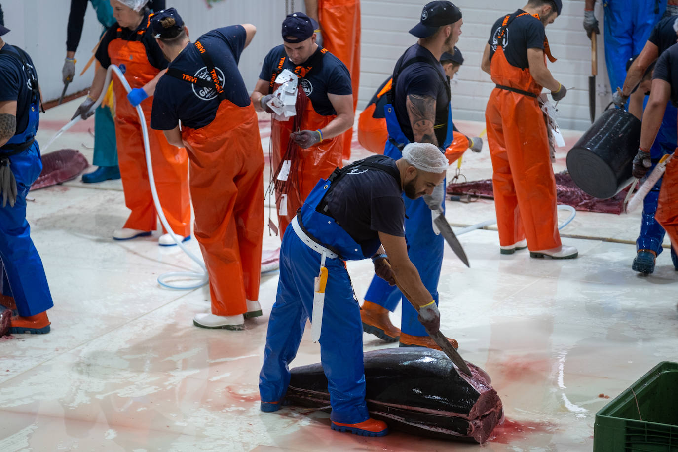 Fotos: el ronqueo del atún rojo en la provincia de Cádiz