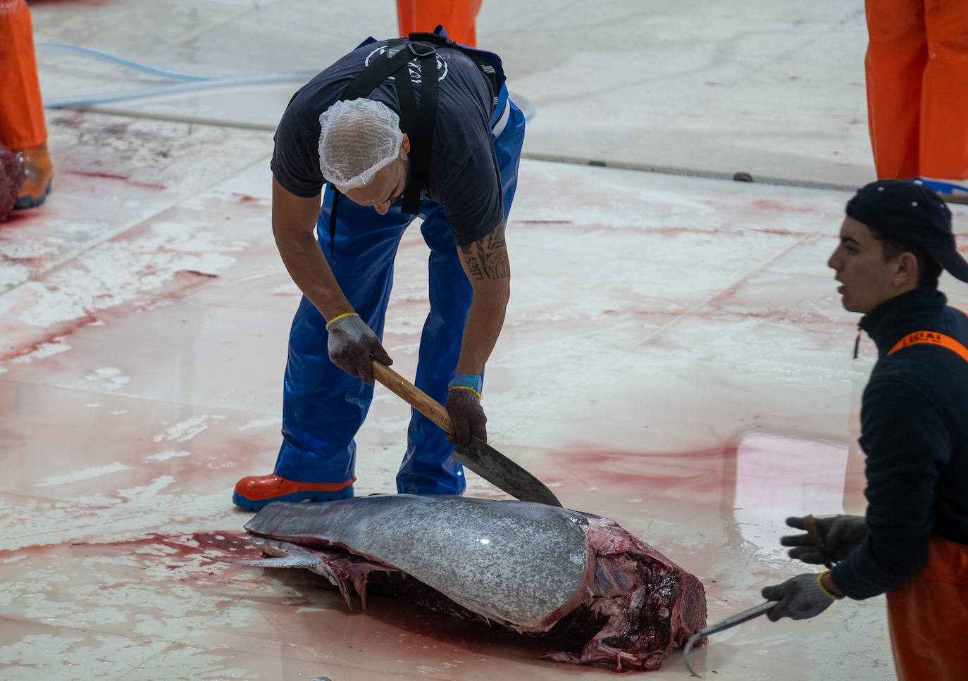 Fotos: el ronqueo del atún rojo en la provincia de Cádiz