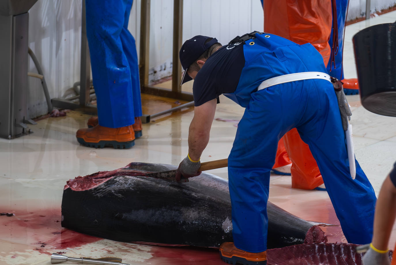 Fotos: el ronqueo del atún rojo en la provincia de Cádiz
