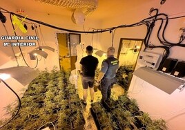 Desarticulado un punto de venta de drogas en Algodonales con una plantación de marihuana