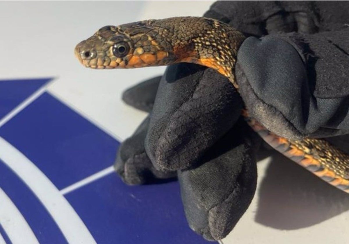 Encuentran una serpiente de un metro dentro de una vivienda de Algeciras